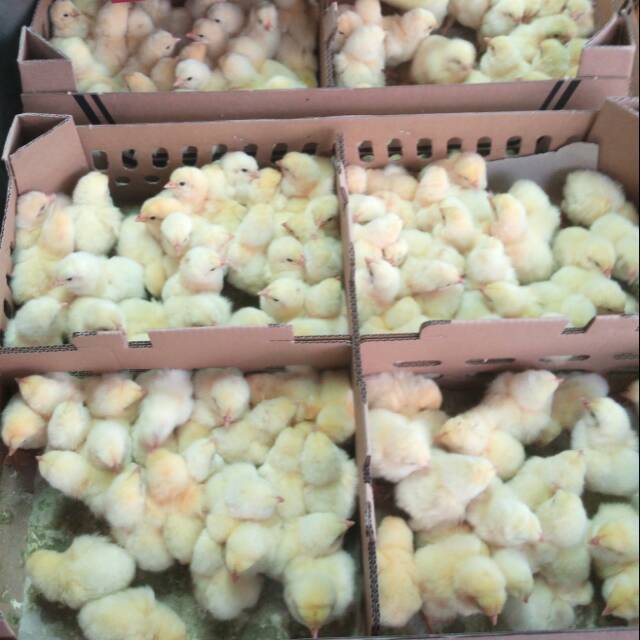 Bibit Ayam Broiler Doc Broiler Anak Ayam Broiler Shopee Indonesia