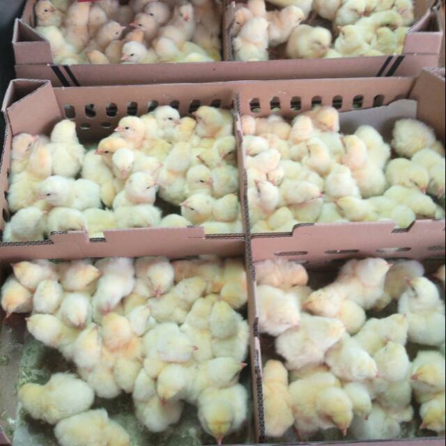 Bibit ayam broiler - doc broiler - anak ayam broiler