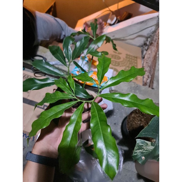 Philodendron Goeldii Meture