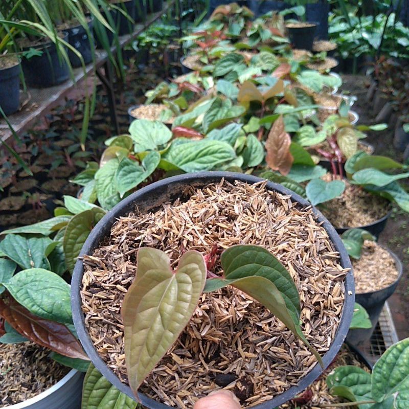 Bibit anthurium sirih