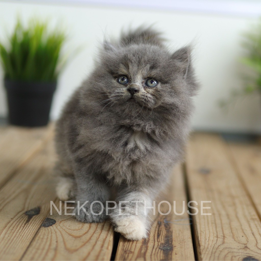 ADOPSI KUCING KITTEN PERSIA LONGHAIR MEDIUM FLATNOSE