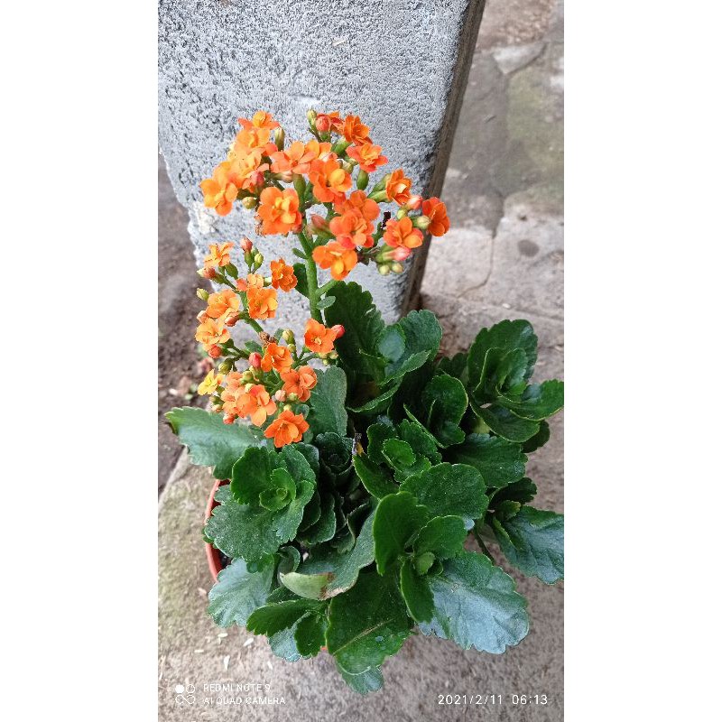 

caladiva