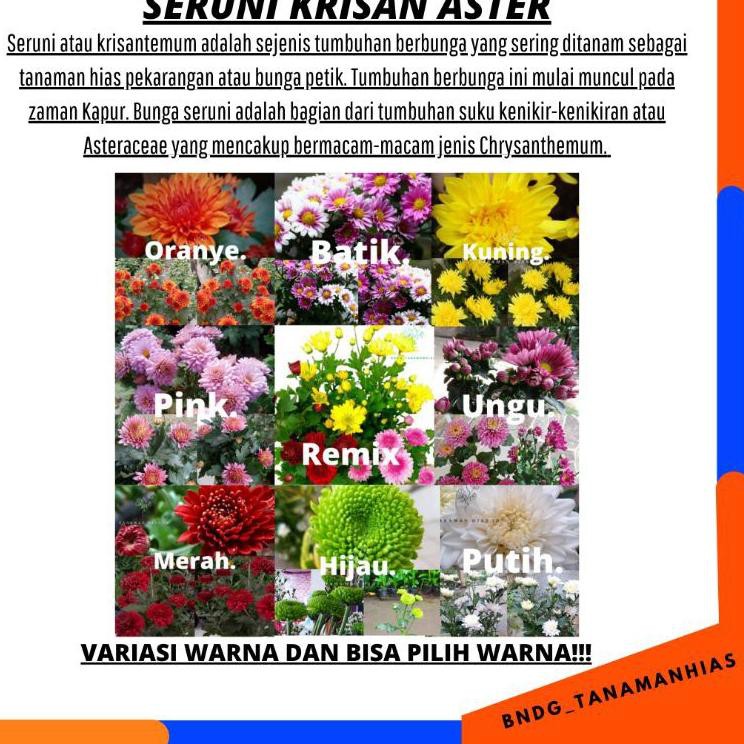 

S9D« PAKET KUMPLIT 10 WARNA BUNGA KRISAN SERUNI ER GRADE SUPER | | TER! Best Terlaris