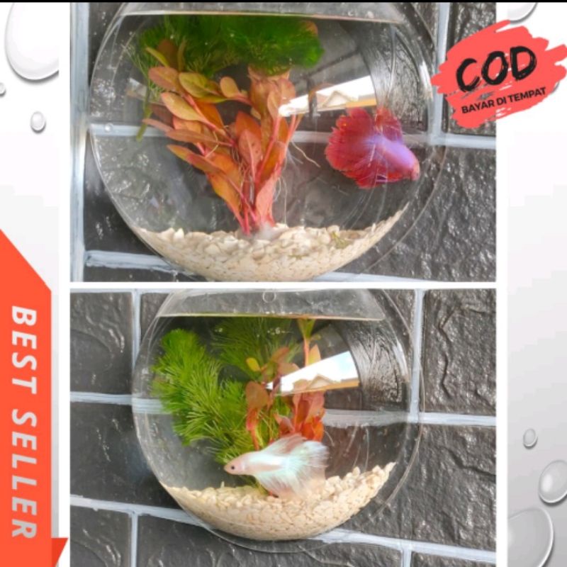 Aquarium Dinding mini Acrylic