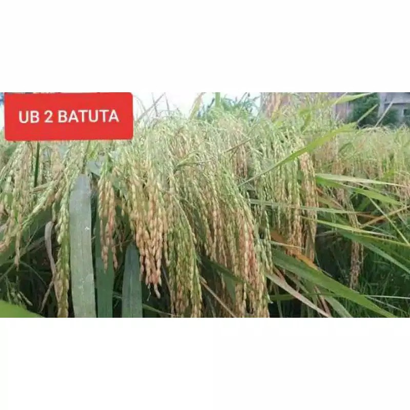 Benih padi UB2/US21 batuta KWALITAS SUPER PREMIUM - UB1/US20 batuta