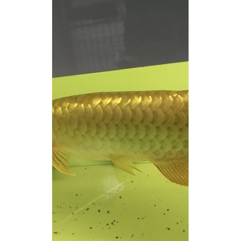 arwana crossback 24K