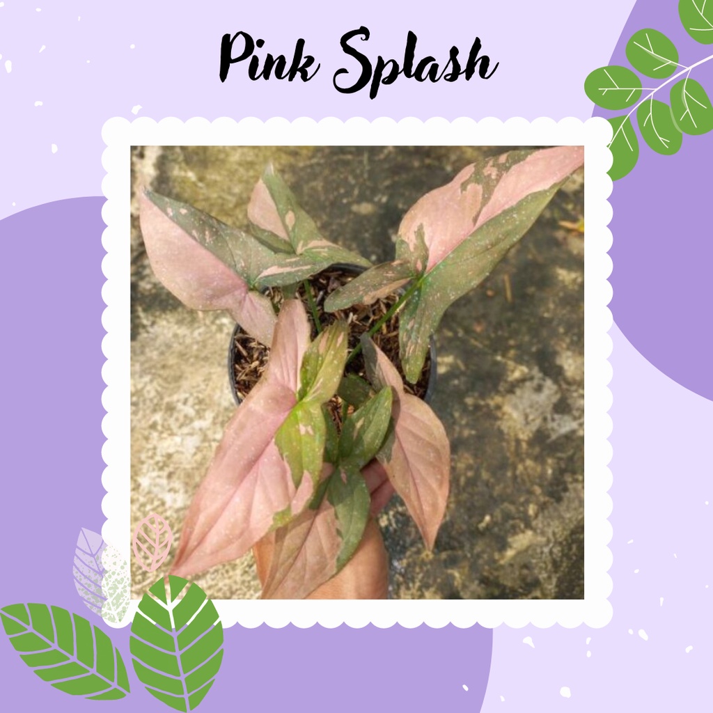 TANAMAN HIAS SYNGONIUM PINK SPLASH BUNGA SYNGONIUM PINK SPLASH SPLASH