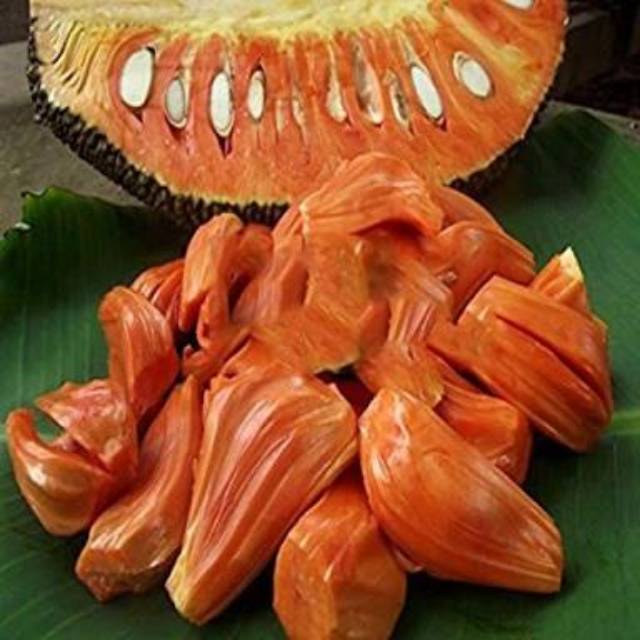 

Bibit nangka merah unggul