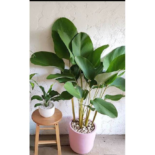 Tanaman Hias calathea lutea pohon pisang kipas Shopee Tanaman Hias calathea lutea pohon pisang kipas Shopee