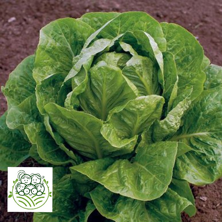 

Sayur Organik Surabaya - Baby Romaine 200 gram