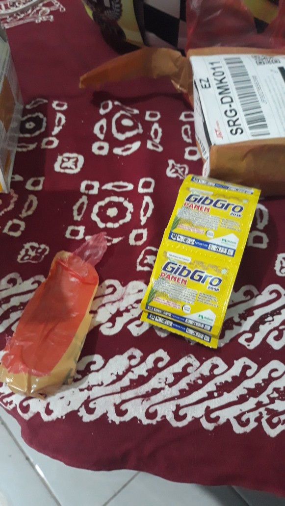 Zpt Gibgro Panen Memperbanyak Bulai Dan Isi Buah   Kemasan 1g