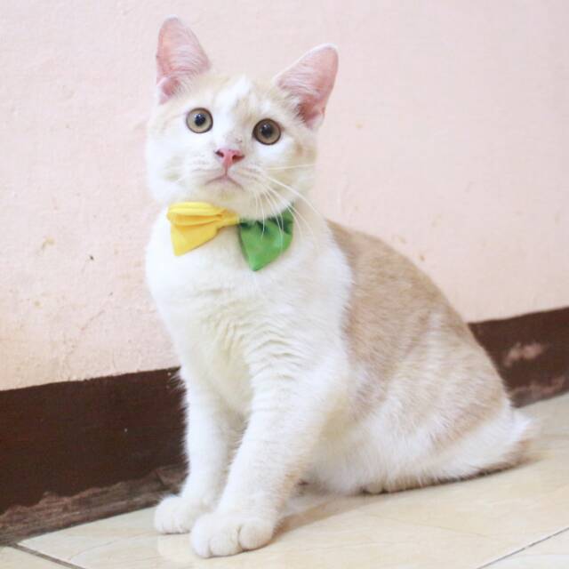 Dasi half bowtie lucu untuk kucing dan anjing size kitten and adult