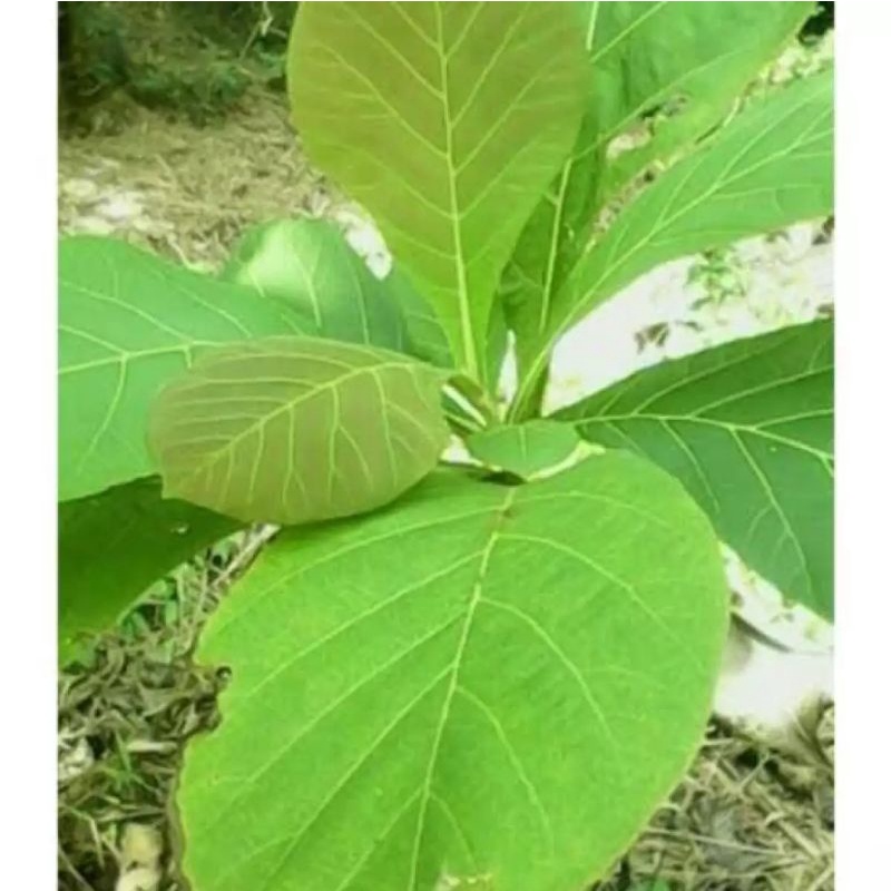 

DAUN JATI SEGAR LANGSUNG PETIK | DAUN JATI HERBAL (500g)