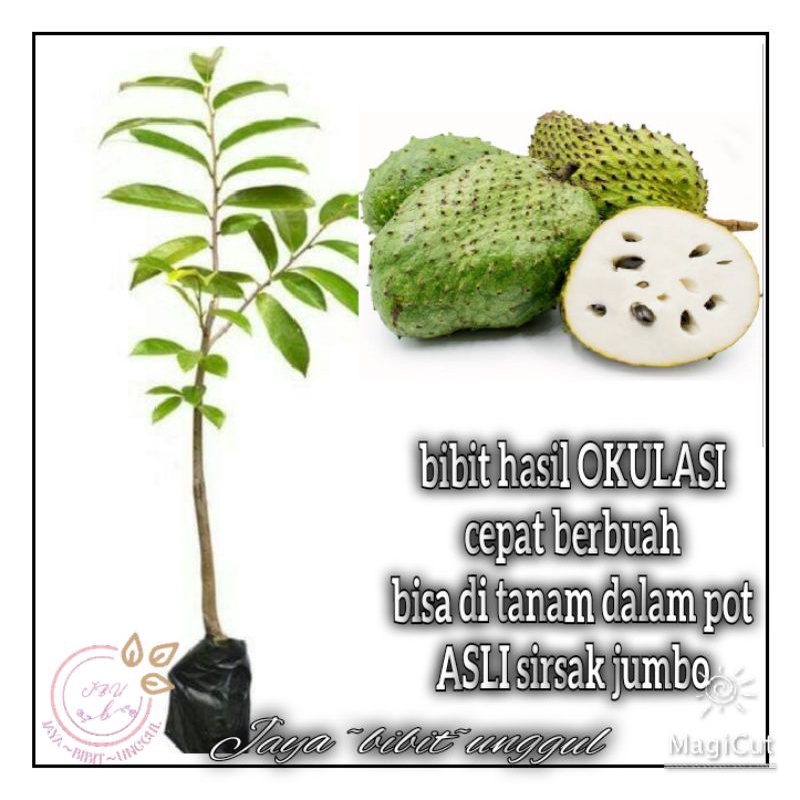 Bibit Tanaman Buah Sirsak jumbo Pohon Sirsak Jumbo Bibit Sirsak Madu