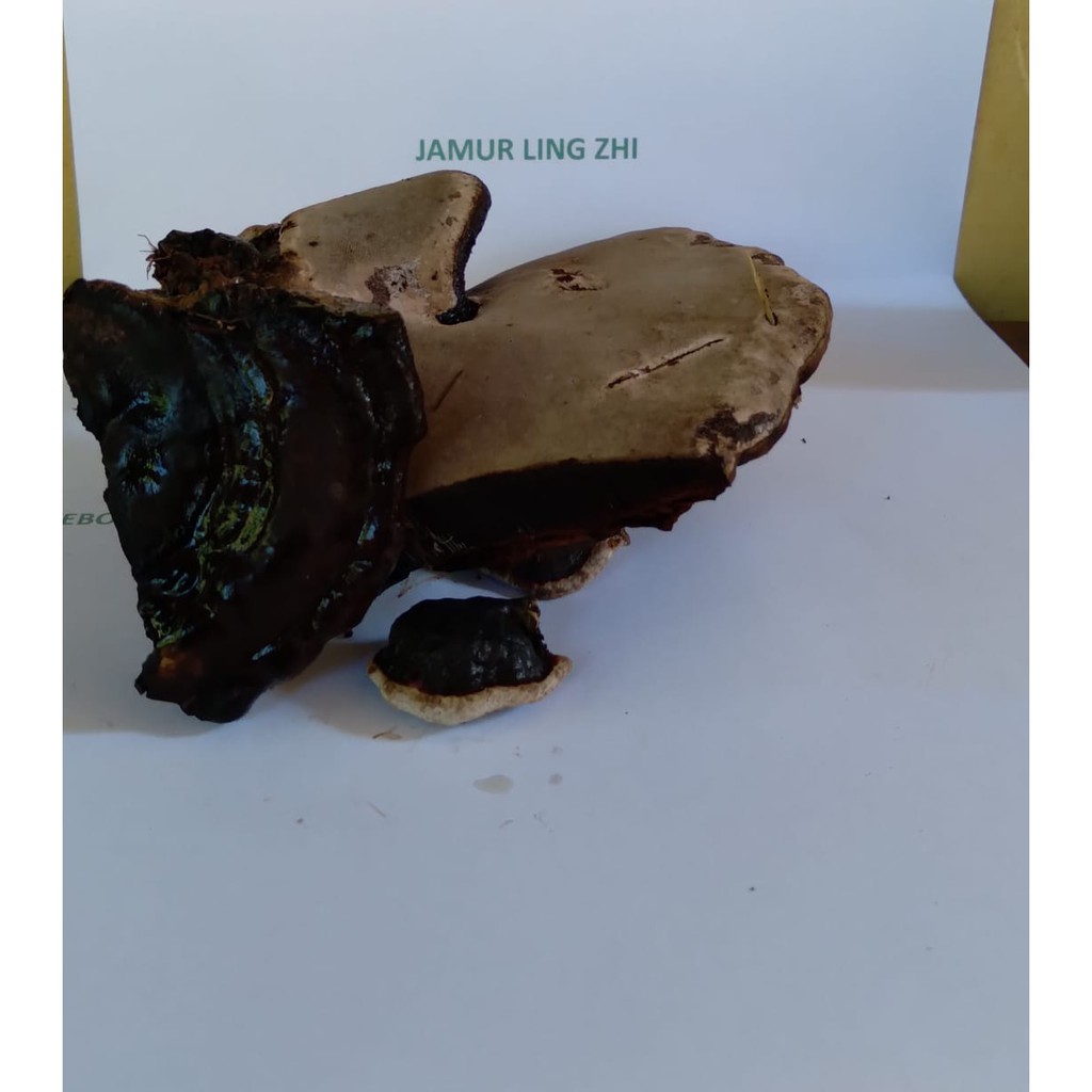 

jamur lingzhi ling zhi kering 500 gram