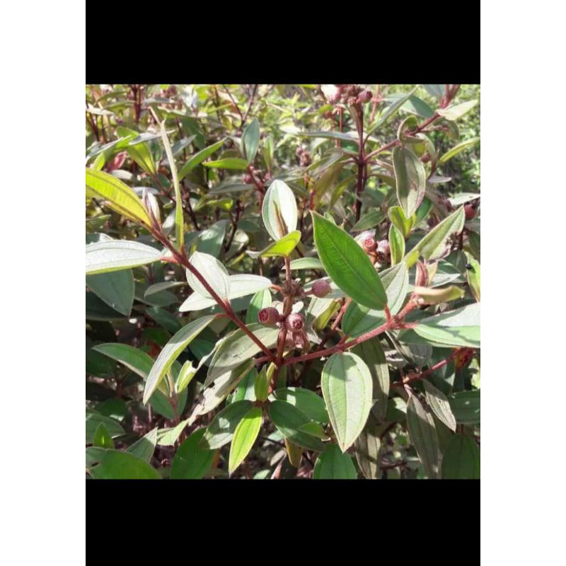 

Daun senggami senduduk harendong fresh 300gram