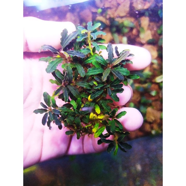 bucephalandra sp kedagang mini porsi clump (rare)