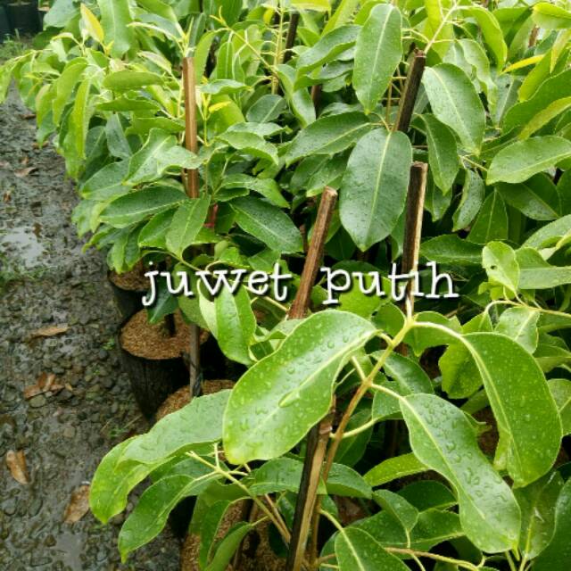 Bibit Juwet Putih berbunga full