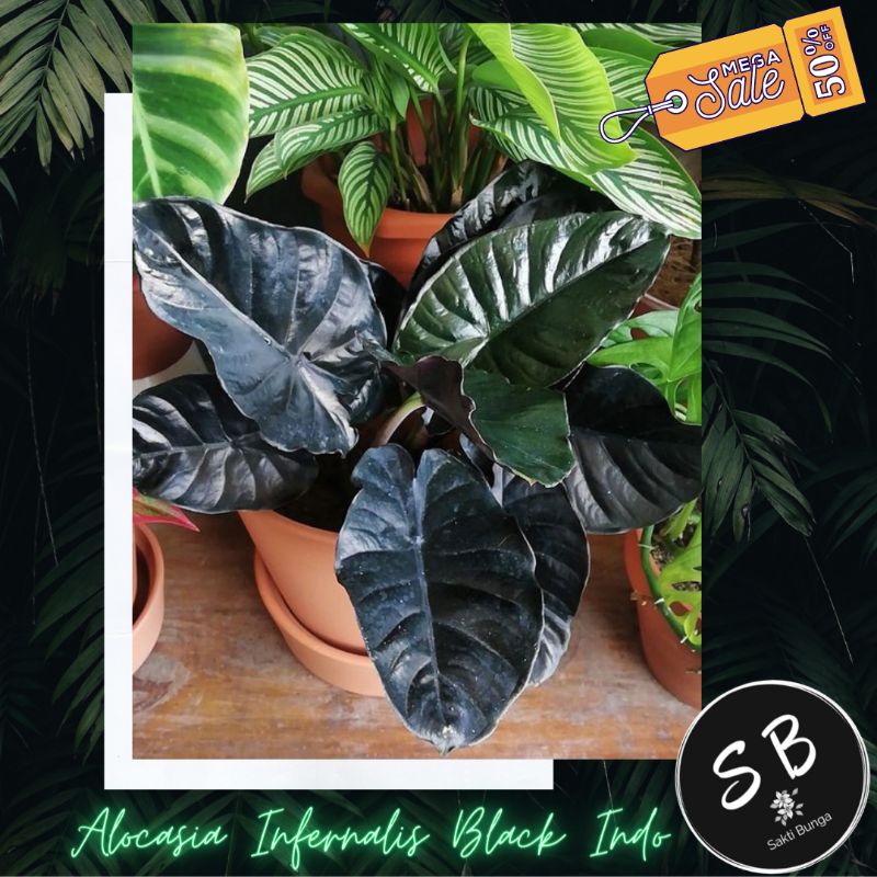 Alocasia Black Indo / Alocasia Infernalis / Alokasia Infernalis Black Indo