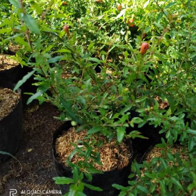 Bibit buah delima merah biji lunak