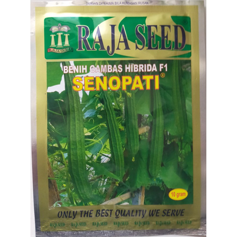BENIH GAMBAS / OYONG F1 SENOPATI ISI 10GR - BIBIT OYONG