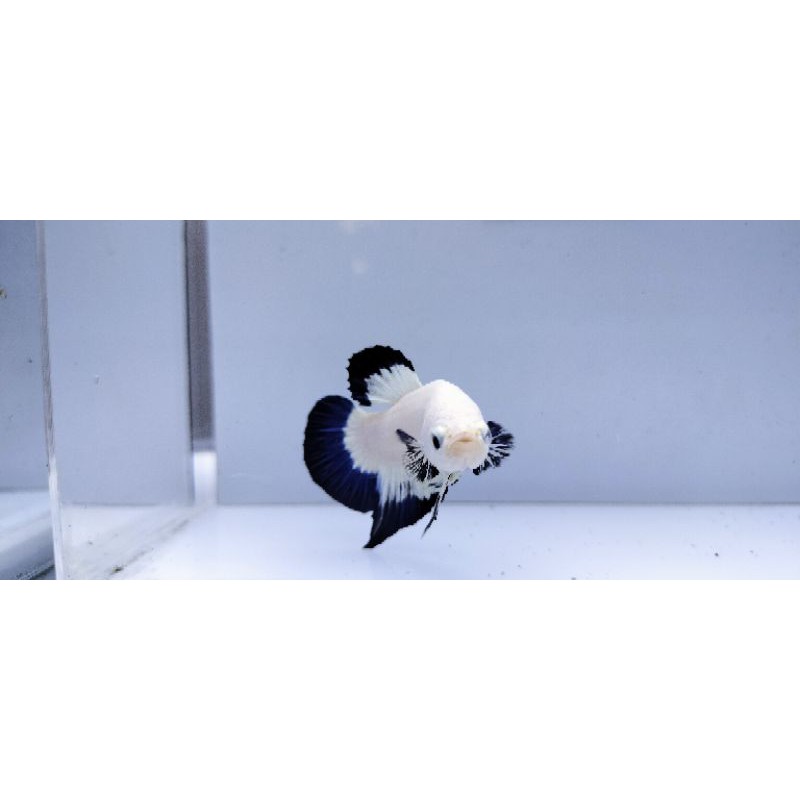 ikan cupang blue rim line Thailand ( siap bredding )