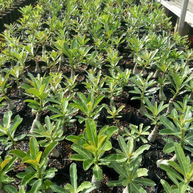 6 macam varian bunga adenium Kamboja
