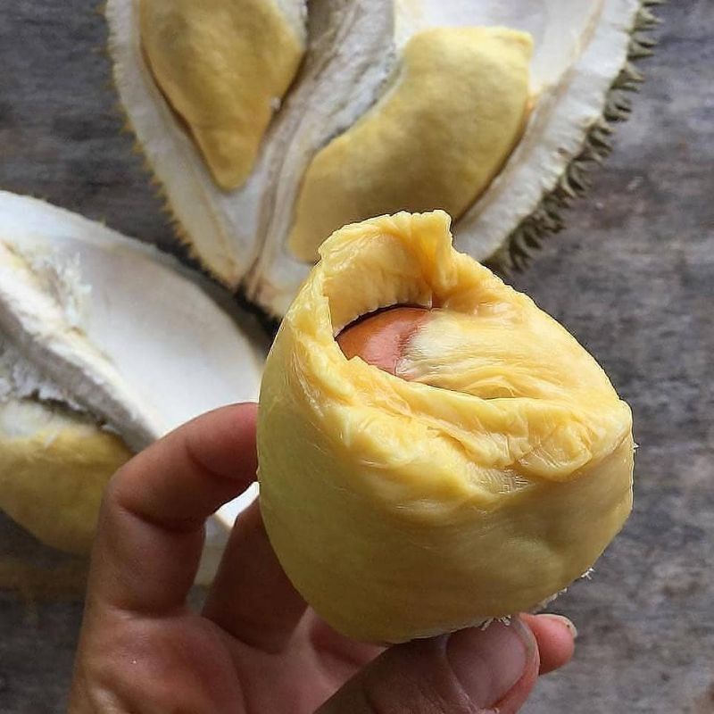 BIBIT DURIAN MUSANG KING SUPER MANIS DAGING TEBAL SIAP BERBUAH