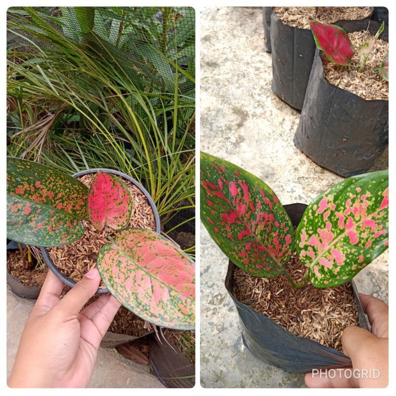 AGLONEMA MURAH ISI 2 VENUS DAN RUBY PINK