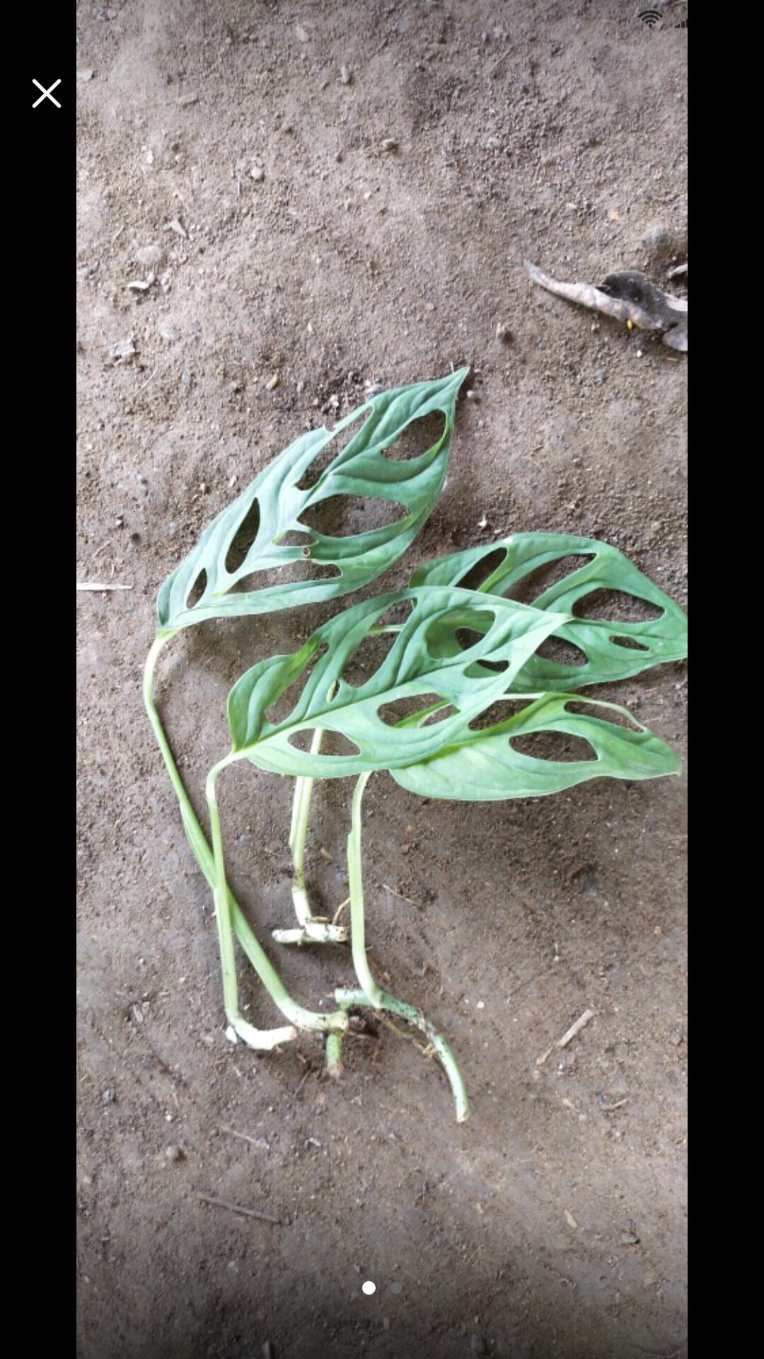 Bonggol Fresh Cutting Janda Bolong