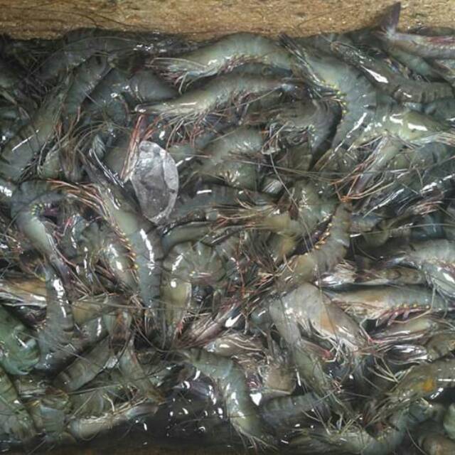 

Udang pancet / Tiger(500g)