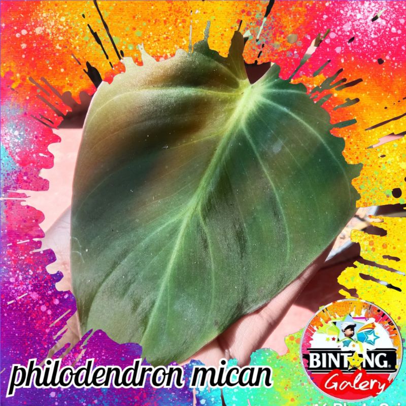 philodendron micans