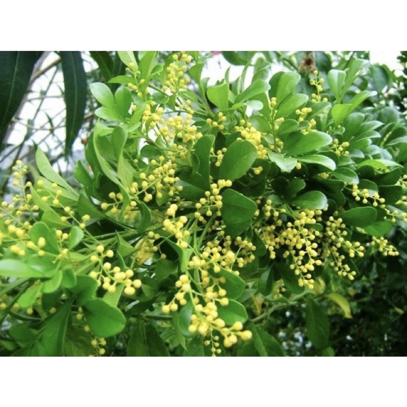 Daun Pacar Cina Segar 500 gr Pesanan