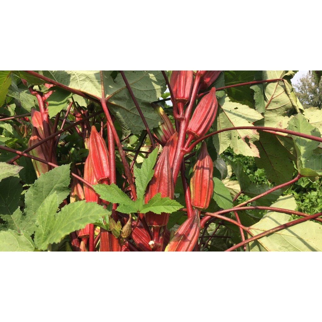 Benih-Bibit Okra Merah Hill Country (Haira Seed)