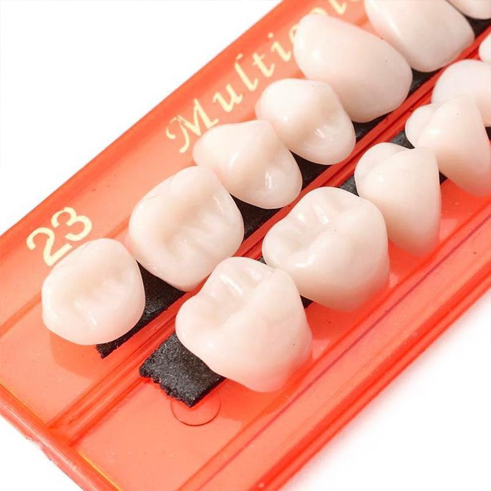 28 Pcs/Set Resin Gigi Model Pengajaran Tahan Lama Gigi Palsu Universal Resi Palsu Gigi Bahan Gigi