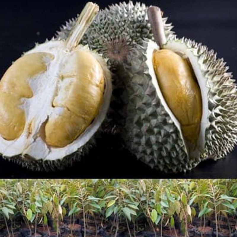 bibit durian Oche.Duri hitam 1 meter