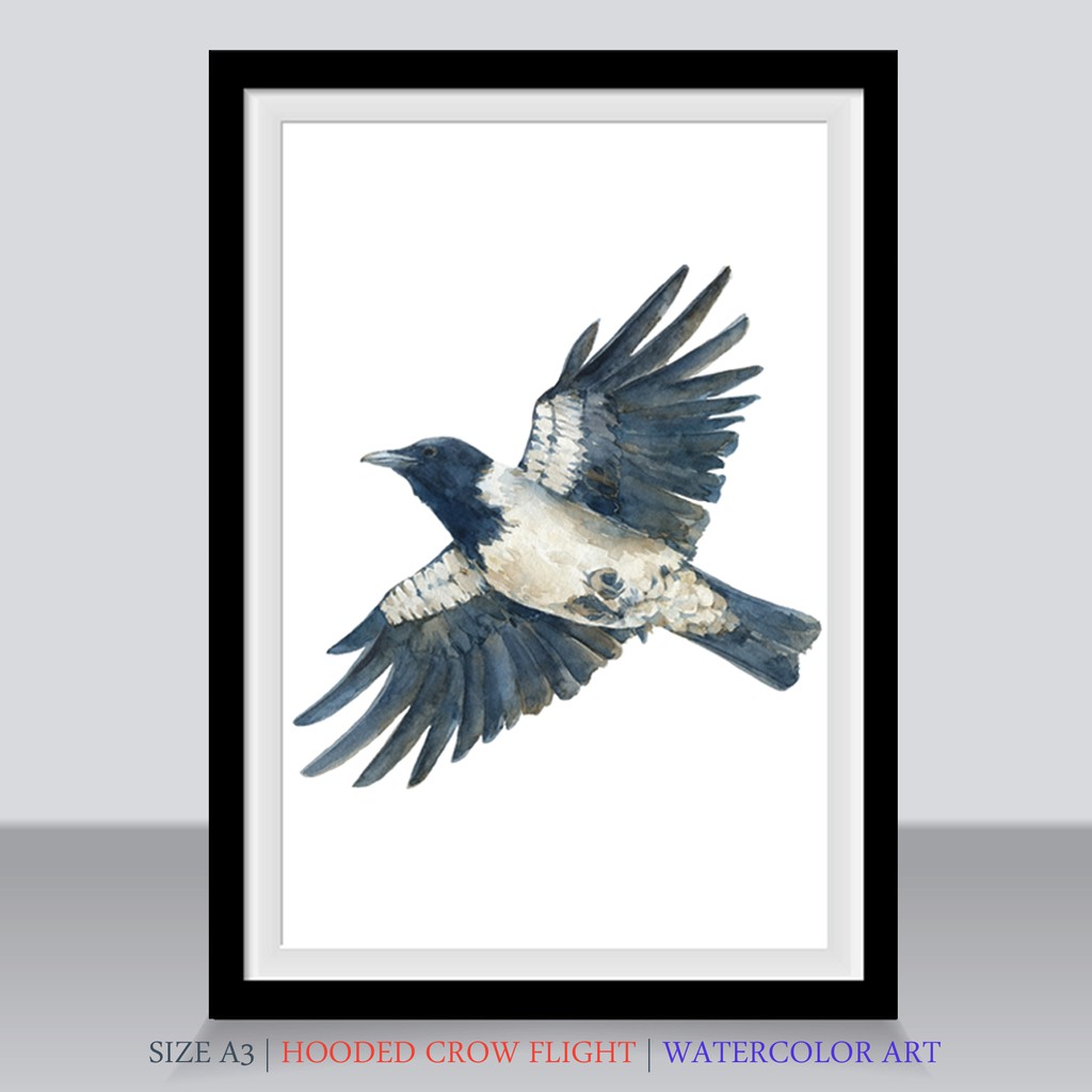 Gagak Terbang Poster Sketsa Ilustrasi Hooded Crow Flight Ukuran