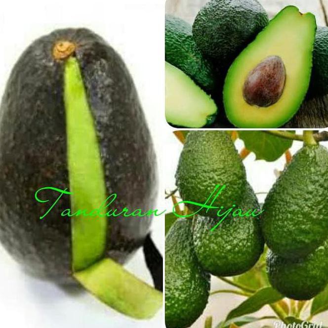 MURAH A1 BIBIT BUAH ALPUKAT HASS AUSTRALIA ASLI TERBAIK