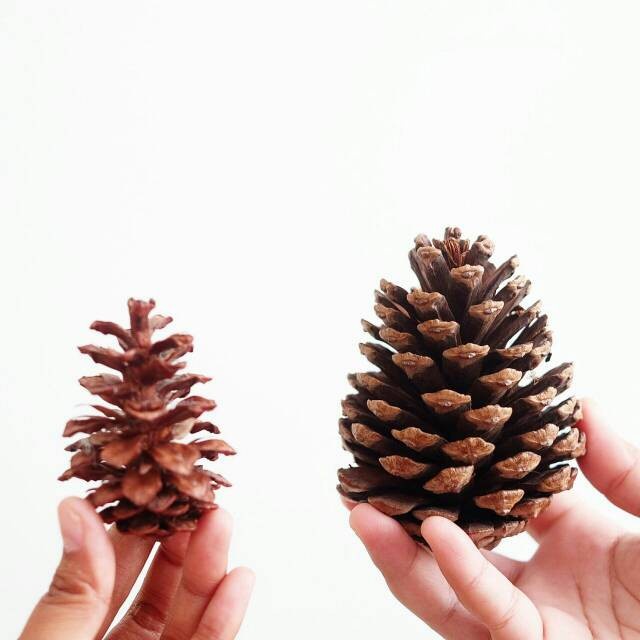 Bunga Pinus Kering Kecil Bunga Pinus Kering Besar Background Backdrop Properti Foto Rustic