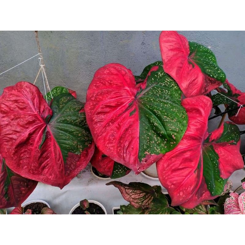 Keladi baret Caladium baret