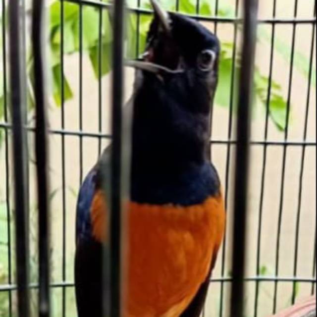 990 Koleksi Gambar Burung Murai Gratis Terbaru