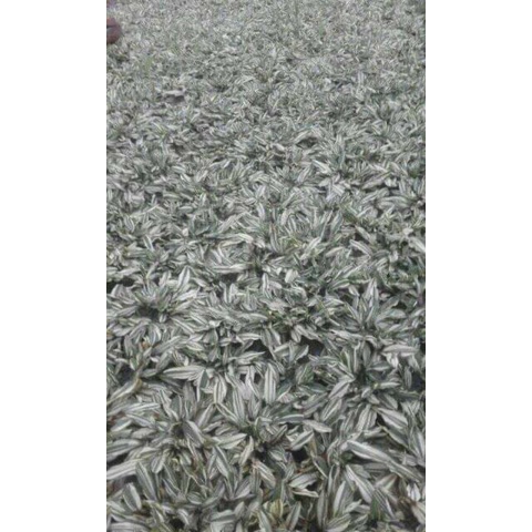 RUMPUT GAJAH MINI VARIGATA