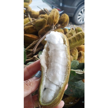 

BUAH SALJU / CREAM