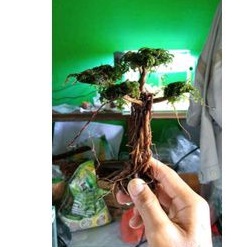 Bonsai Mini Aquascape dengan Moss dan Batu Siap Pakai