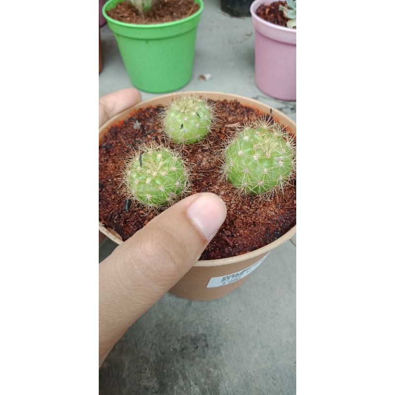 potelan kaktus mini lokal