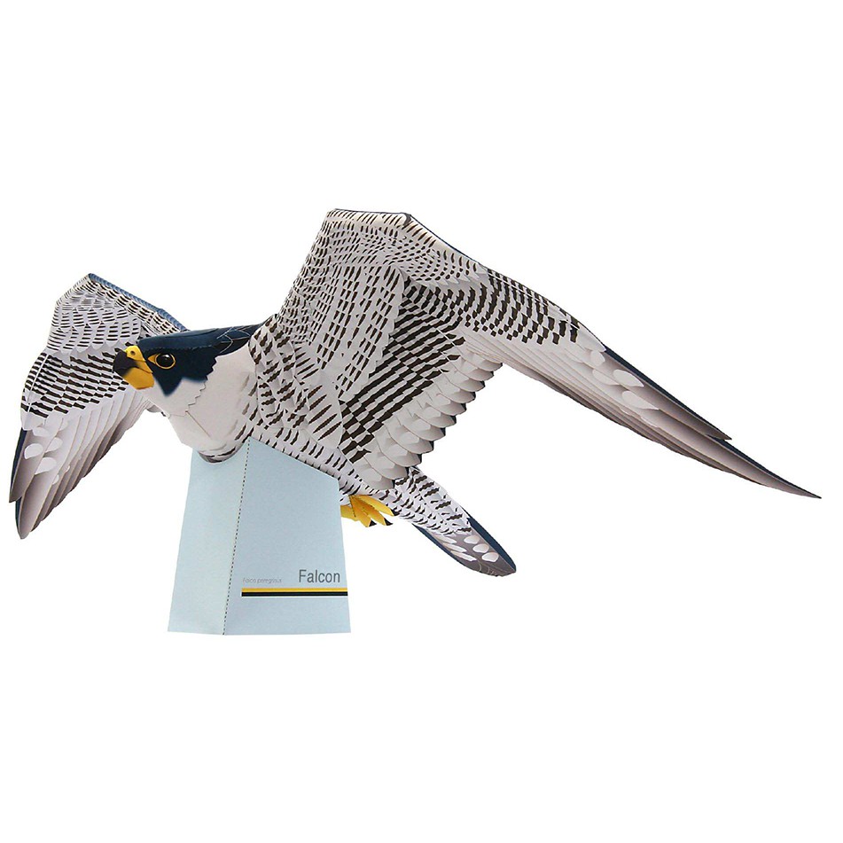 DIY Model Kertas Satwa Angkasa Alap-alap Kawah (Peregrine Falcon) Eropa