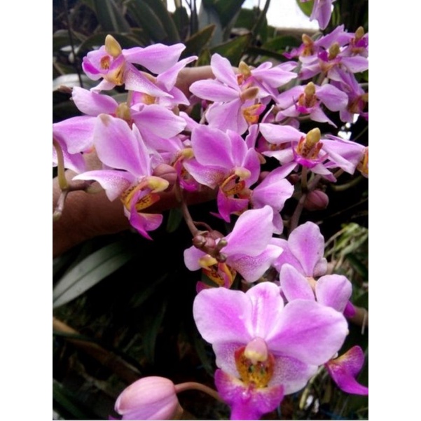 anggrek doritis spike