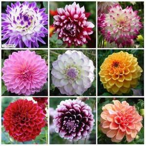 Isi 20 Butir Benih Bunga Dahlia Mix 9 Dahlia Seed Import Campur 9 Jenis Shopee Indonesia