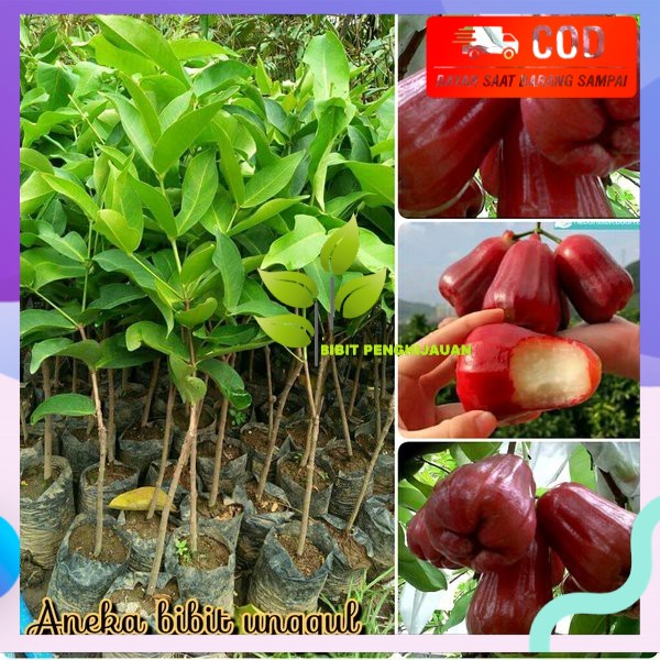 BIBIT BUAH JAMBU AIR CITRA