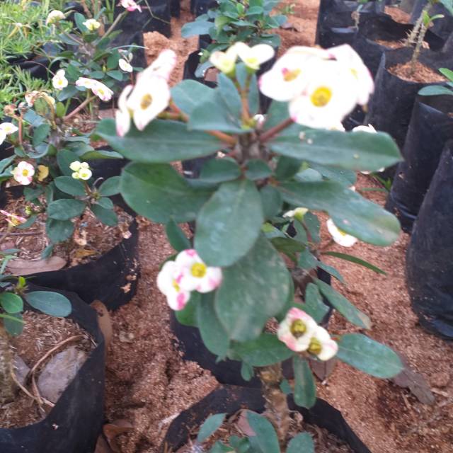 Eforbia sudah berbunga/tanaman hias (bunga putih)